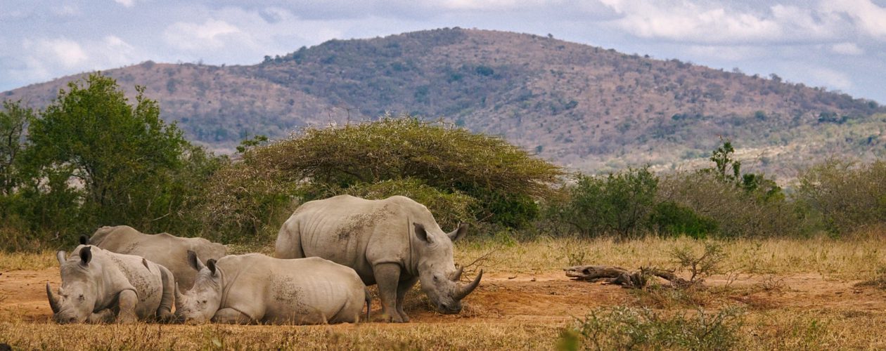 The Big 5 - Rhinos