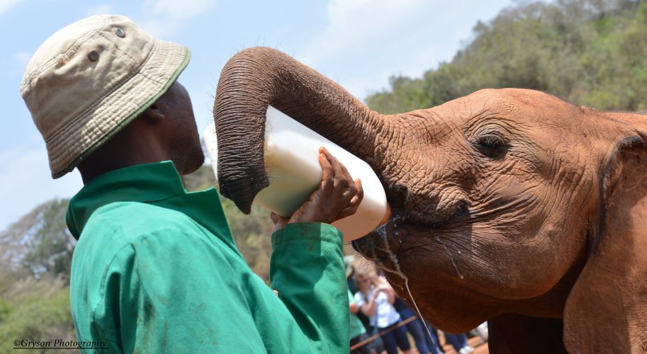 orphaned elephant