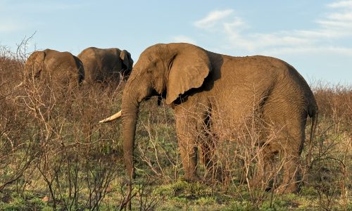 elephant phinda